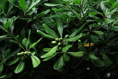 癌症晚期粉丝已提前玩到《无主之地4》 游戏相当惊艳