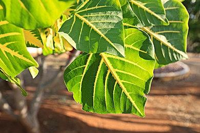 Bungie前HR经理起诉公司：揭发种族歧视后被解雇