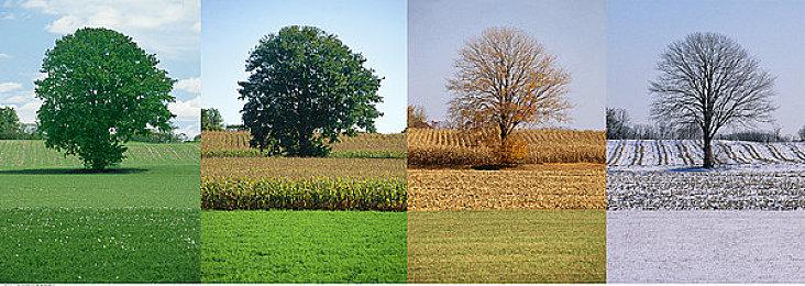 《宝可梦 朱／紫》最新更新上线 主要调整直播大会功能